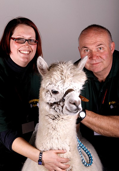 Tiergestützte Therapie Alpaka .