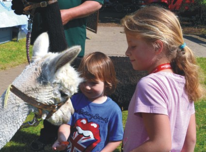 Tiergestützte Therapie Alpaka *.