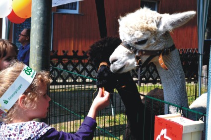 Tiergestützte Therapie Alpaka **