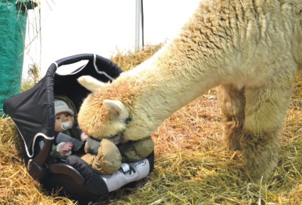 Tiergestützte Therapie Alpaka *