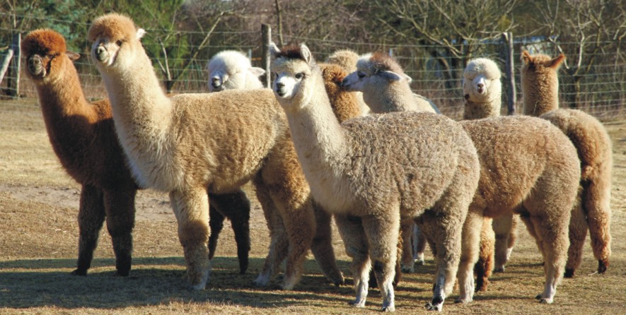 Tiergestützte Therapie Alpaka ,